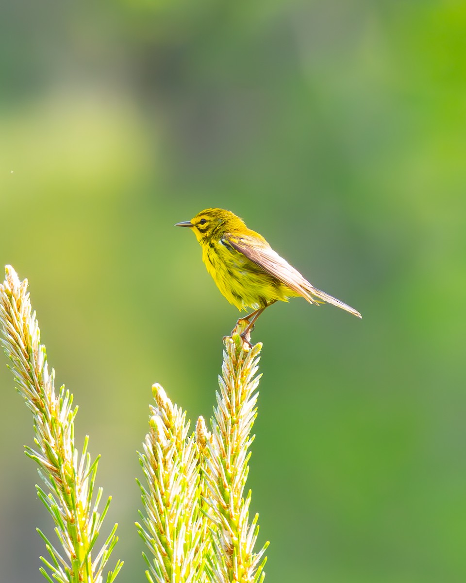Prairie Warbler - ML634237263