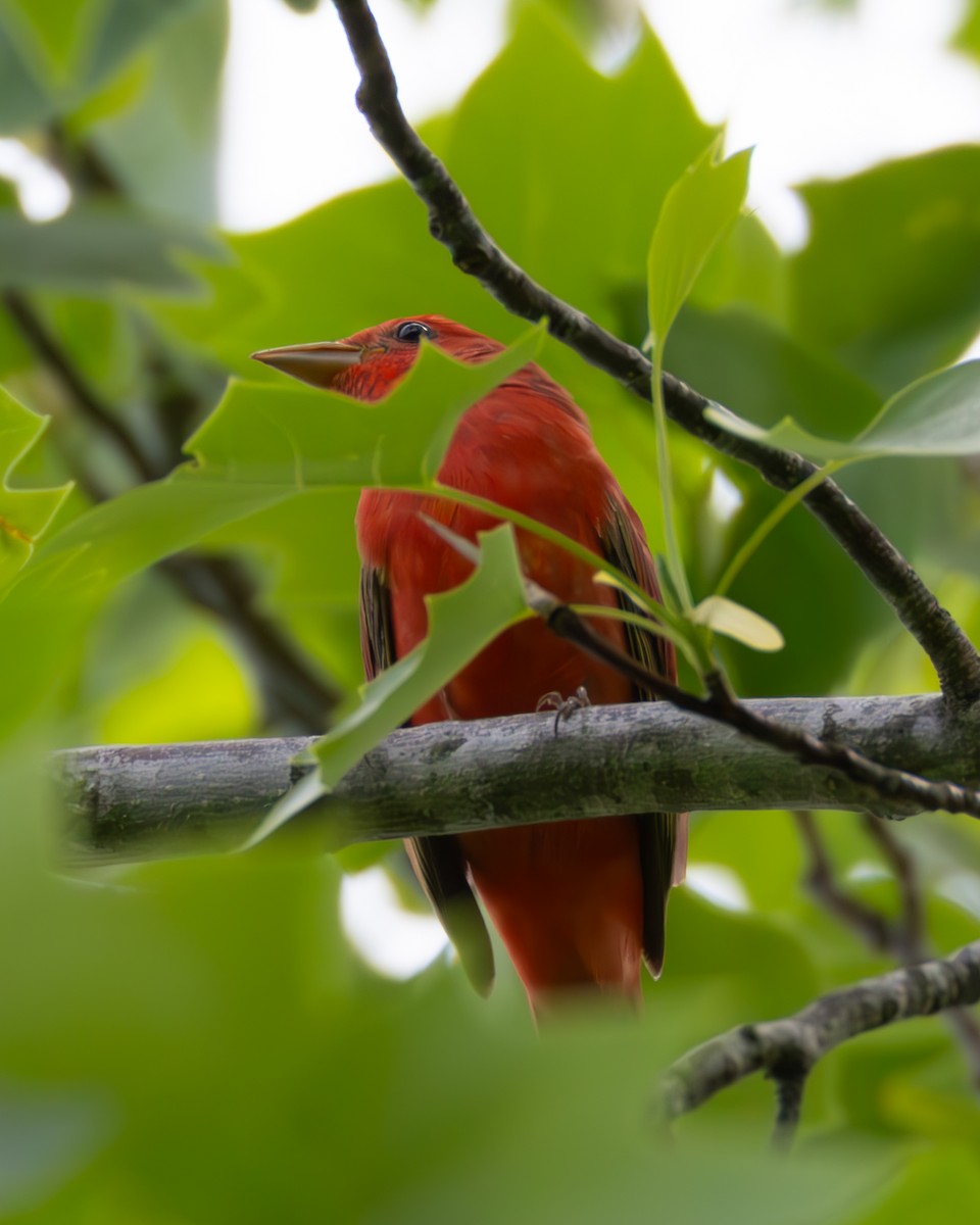 Summer Tanager - ML634237273