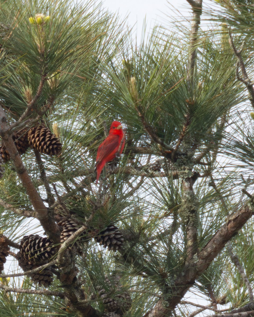 Summer Tanager - ML634237274