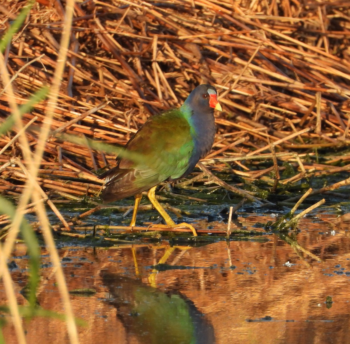 Purple Gallinule - ML634237279