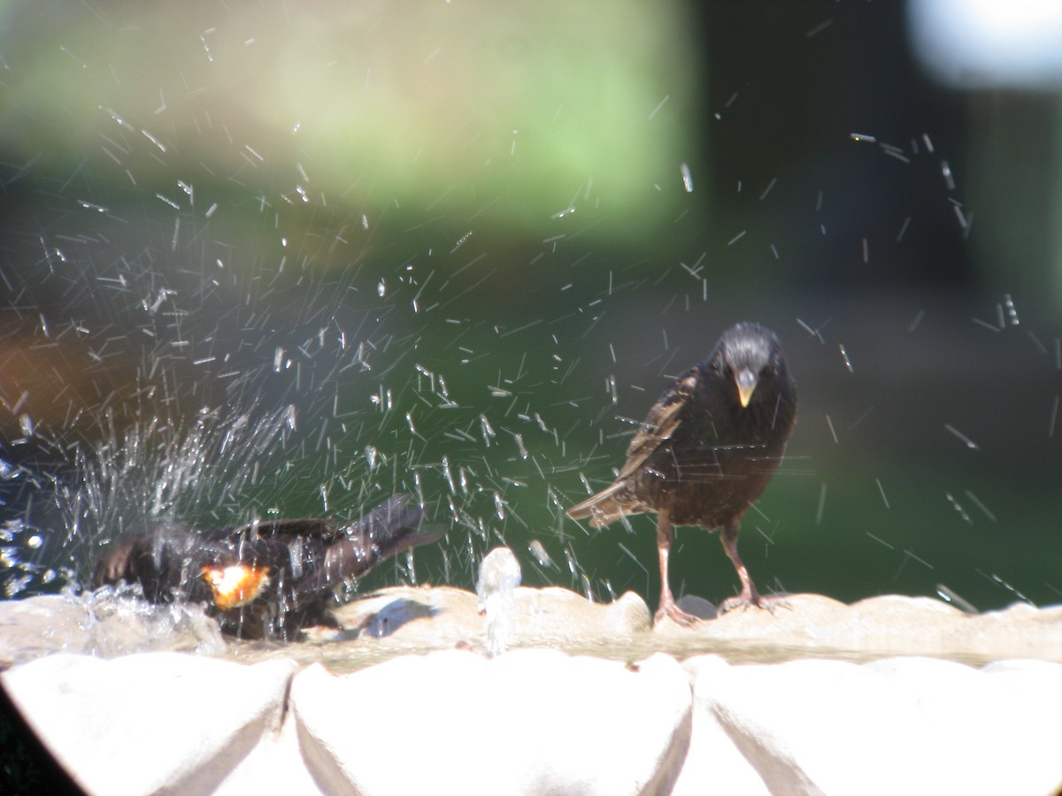 Arabazozo pikarta - ML634237285