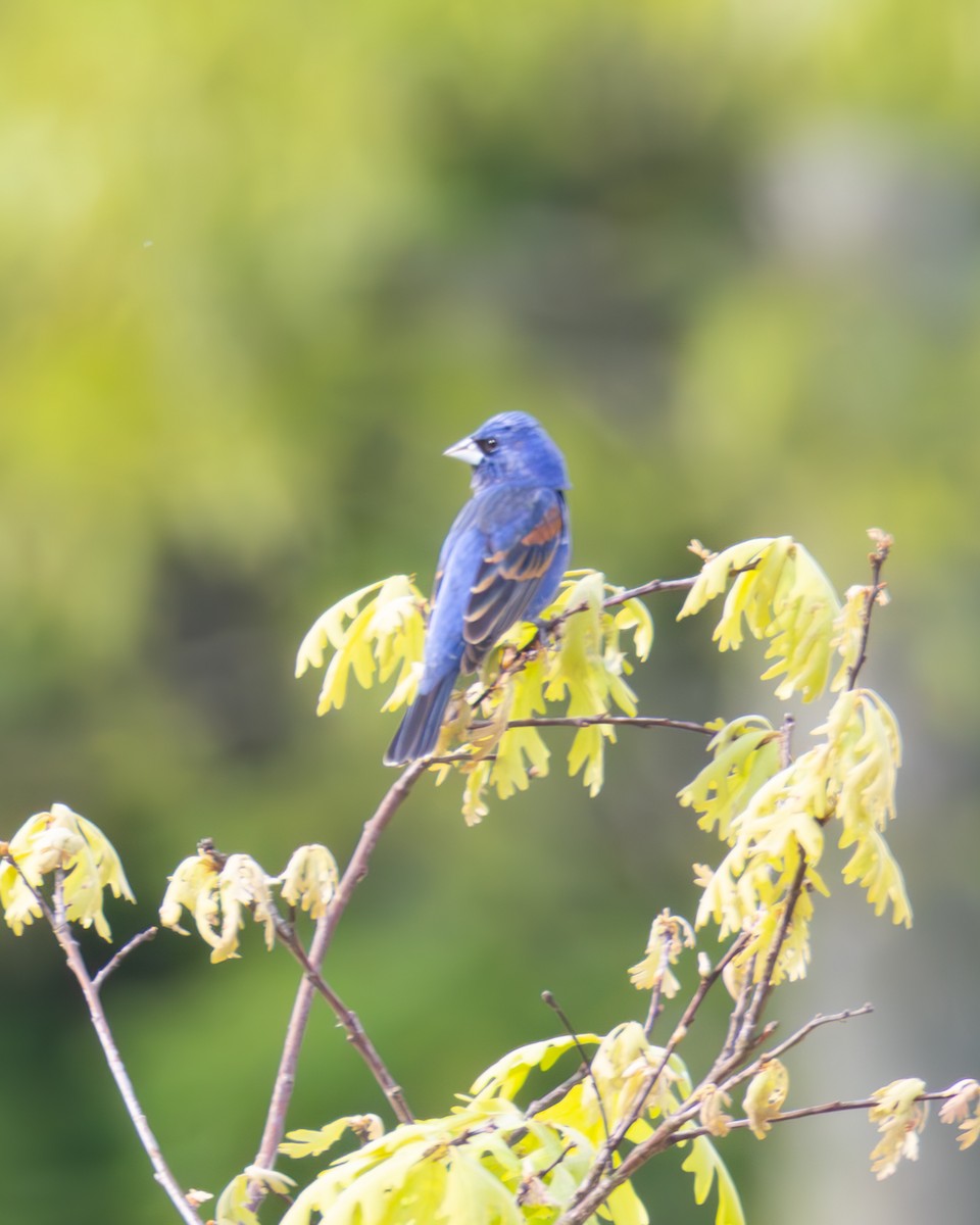 Blue Grosbeak - ML634237310