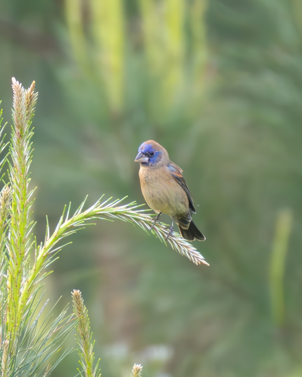Blue Grosbeak - ML634237311