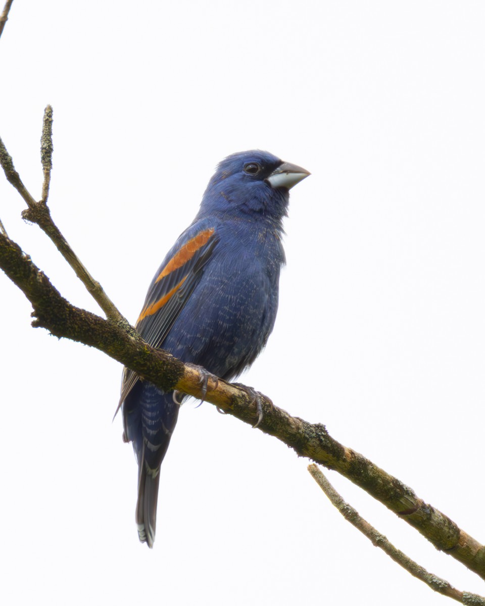 Blue Grosbeak - ML634237312