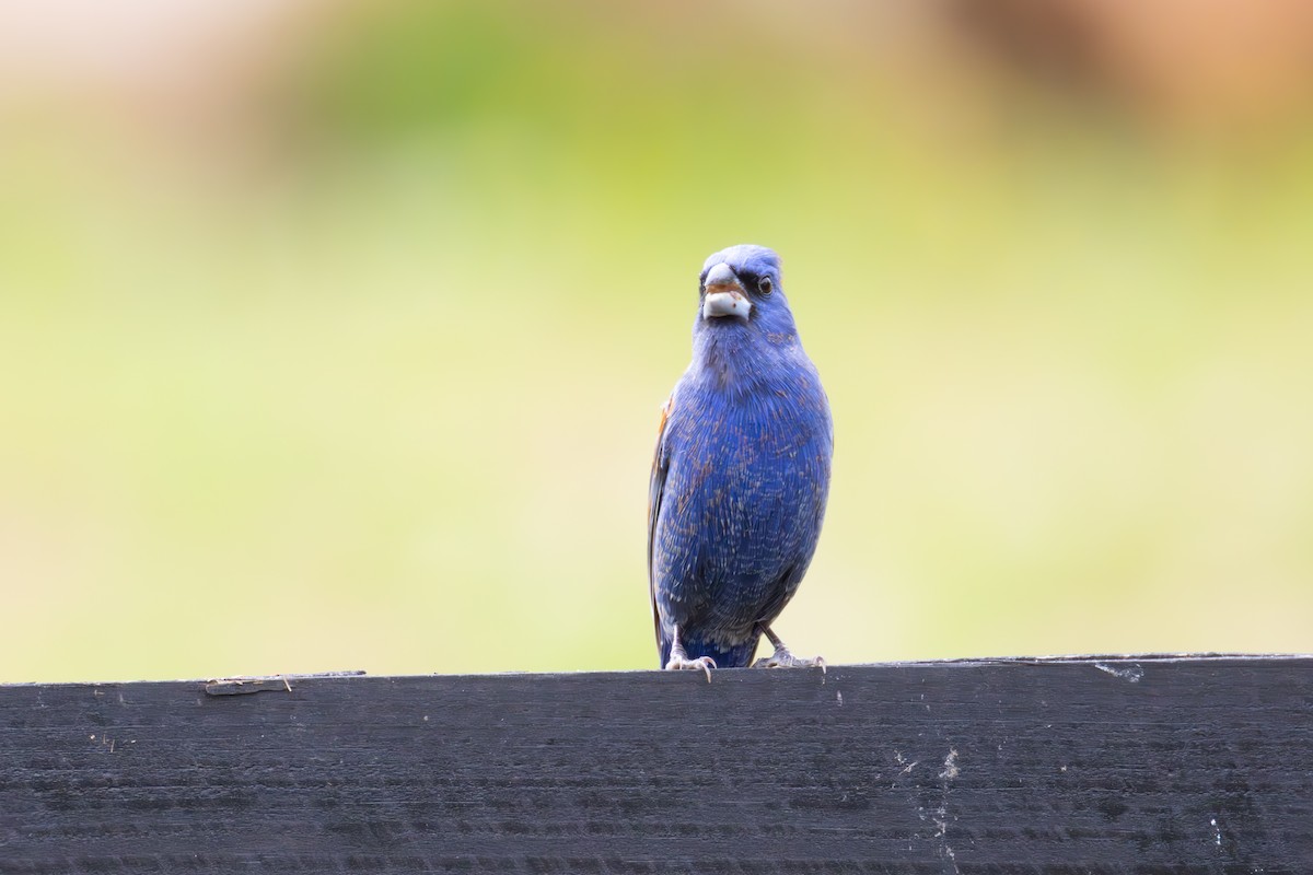 Blue Grosbeak - ML634237313