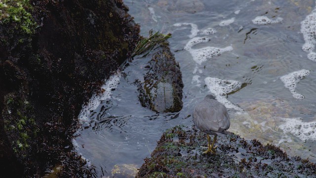 alaskavandresnipe - ML634237327