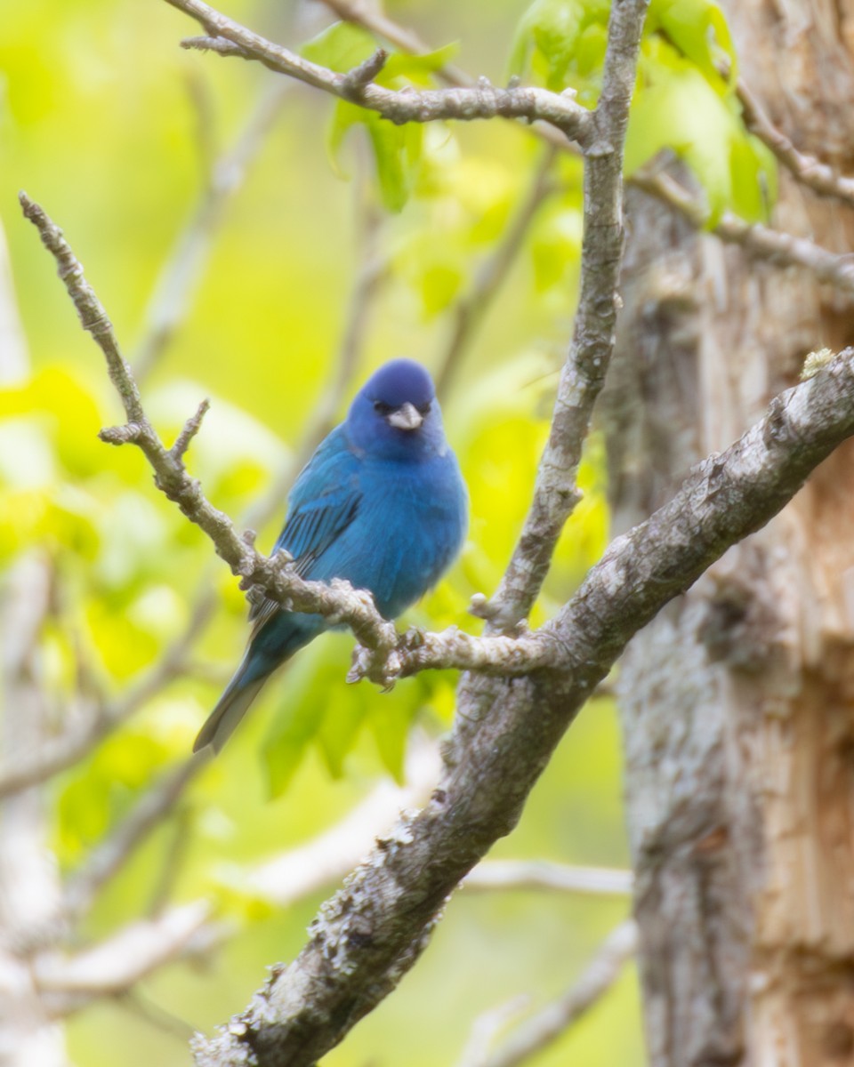 Indigo Bunting - ML634237341