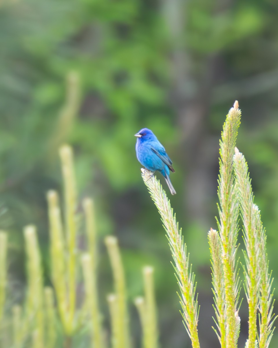 Indigo Bunting - ML634237342