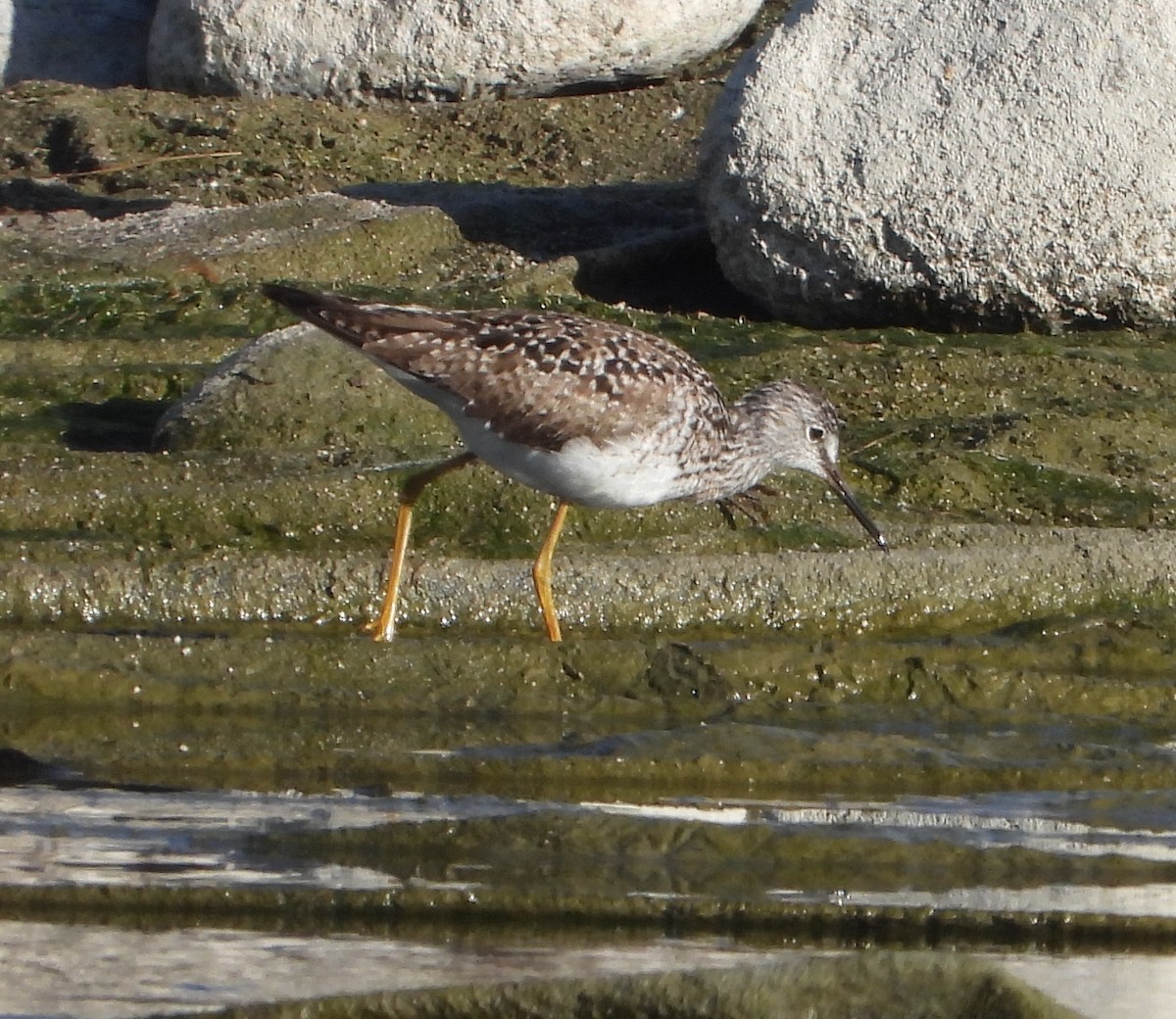 Lesser Yellowlegs - ML634237396