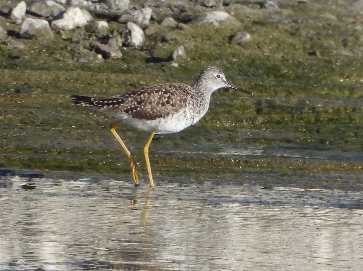 Lesser Yellowlegs - ML634237403