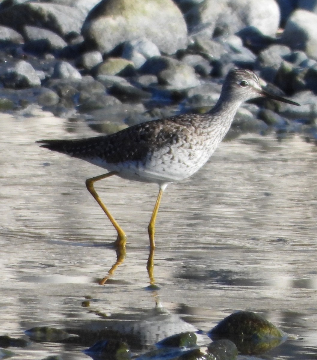 Lesser Yellowlegs - ML634237418