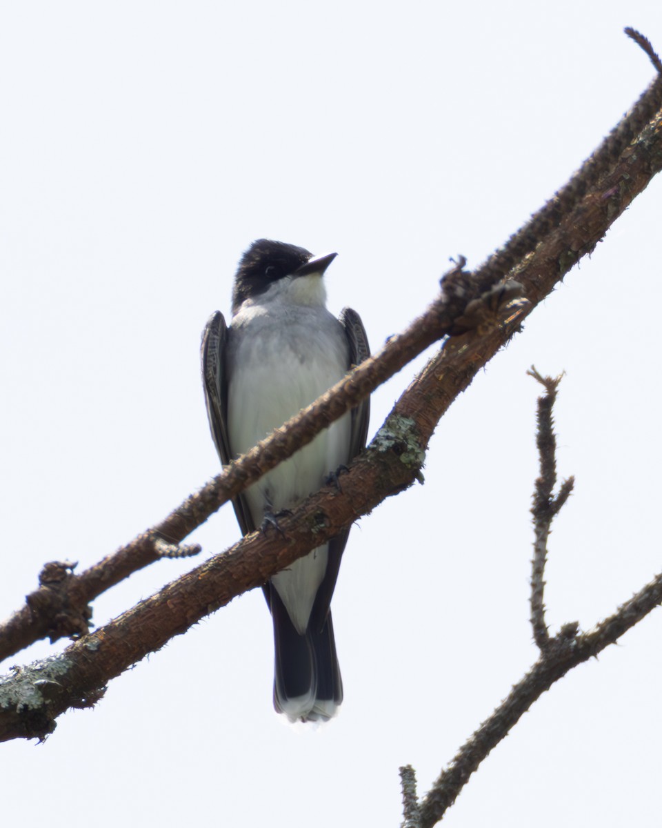 Eastern Kingbird - ML634237425