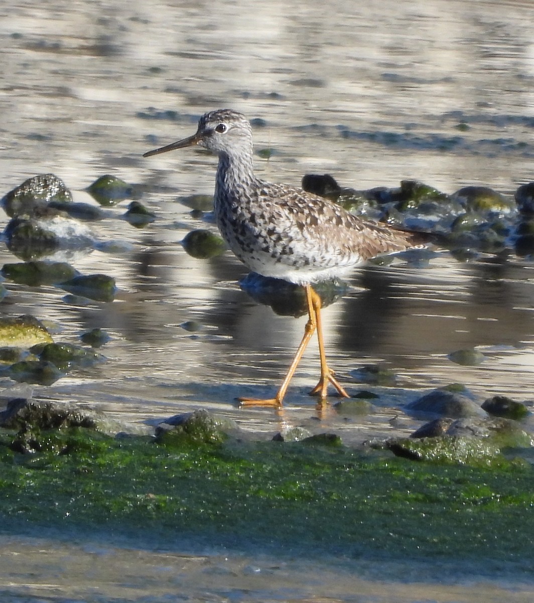 Lesser Yellowlegs - ML634237435