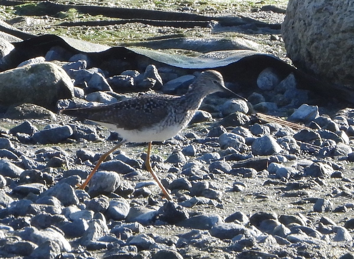 Lesser Yellowlegs - ML634237461