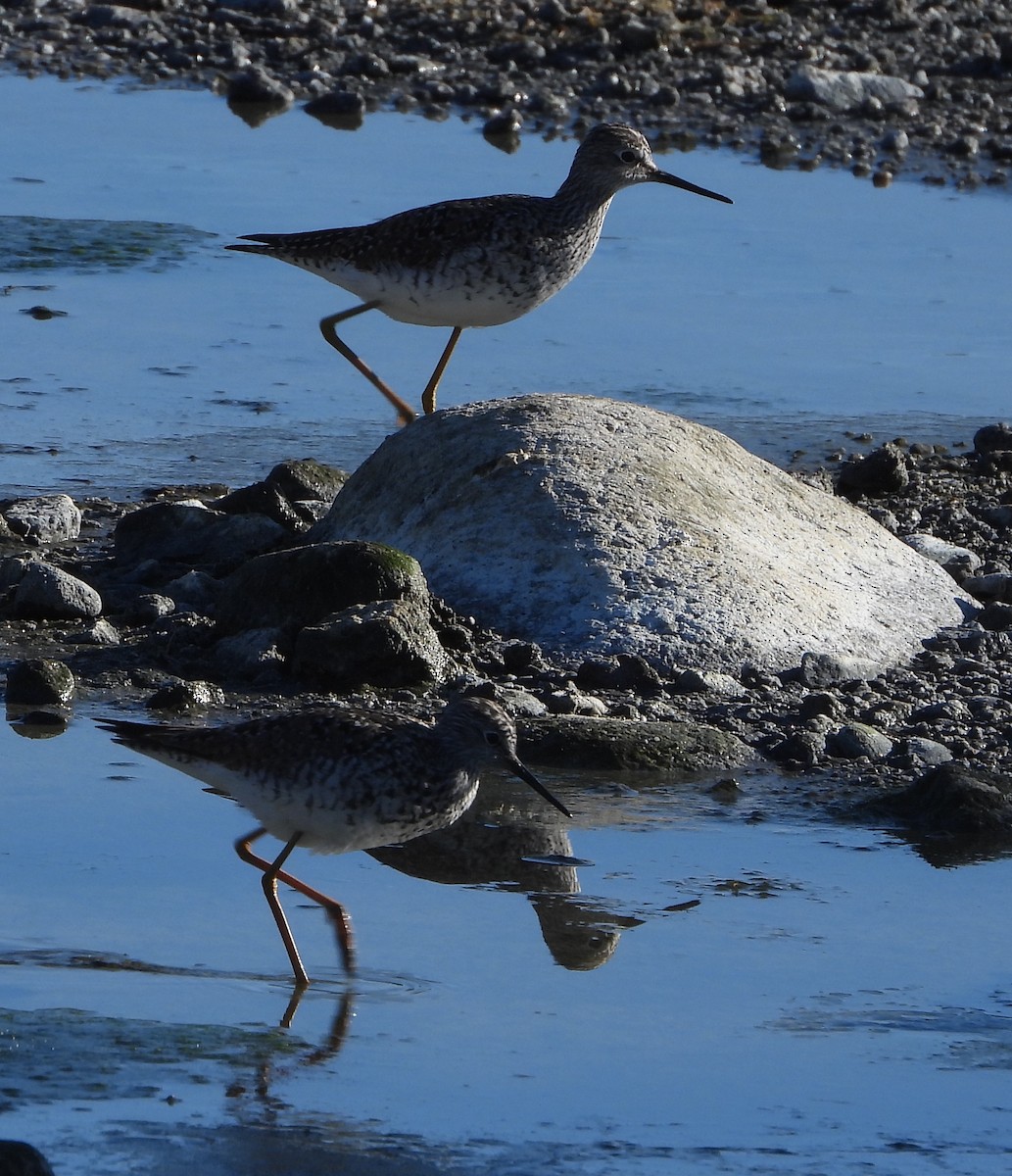Lesser Yellowlegs - ML634237481