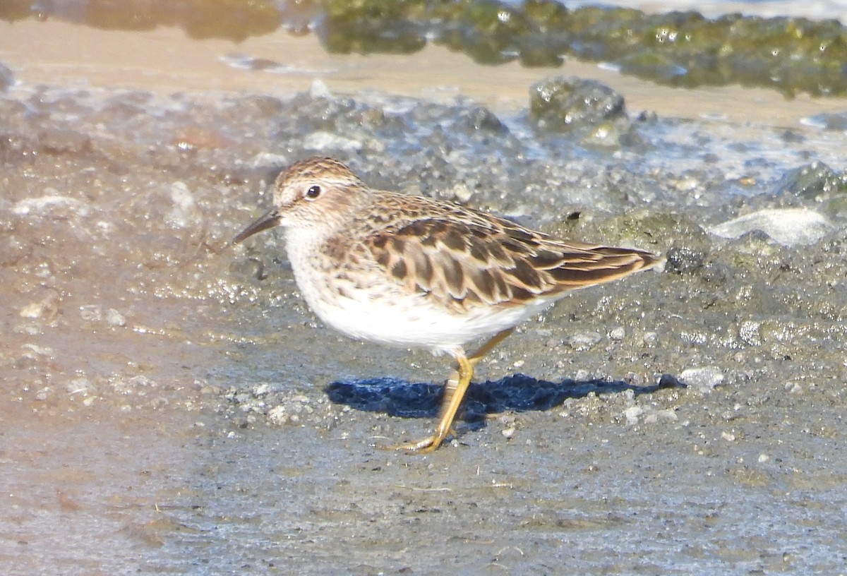 Least Sandpiper - ML634237524