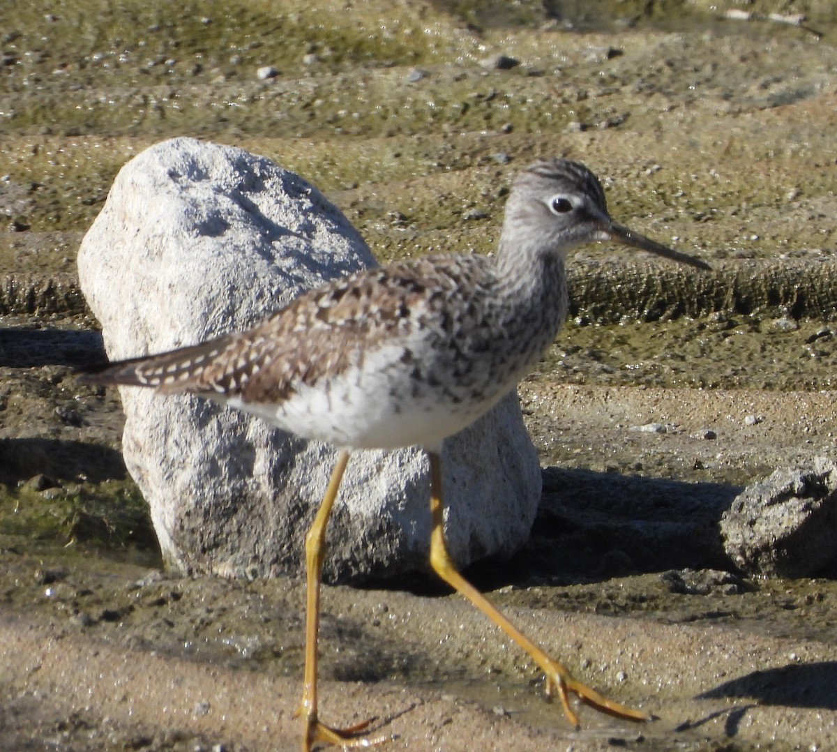 Lesser Yellowlegs - ML634237549