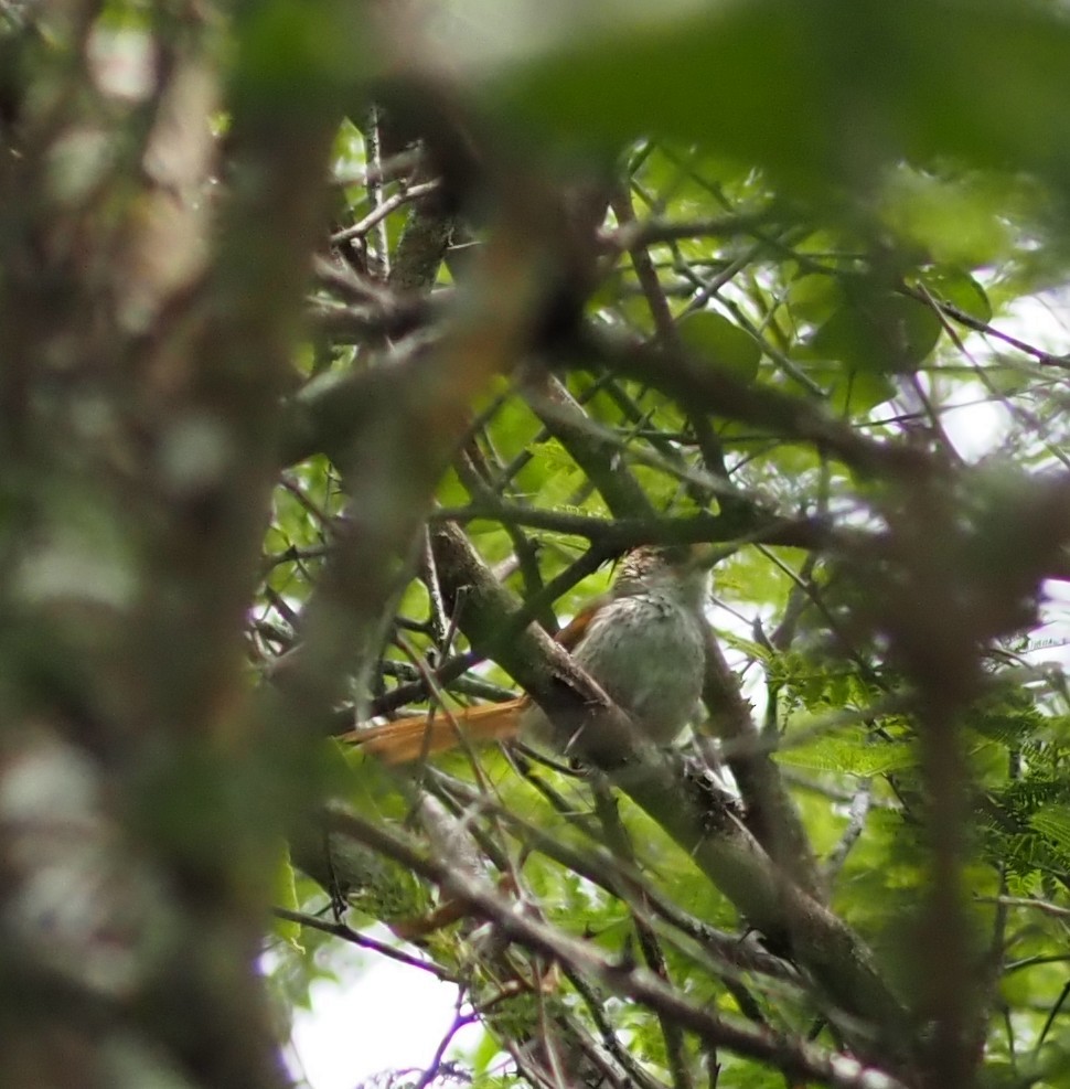 Chinchipe Spinetail - ML634237563