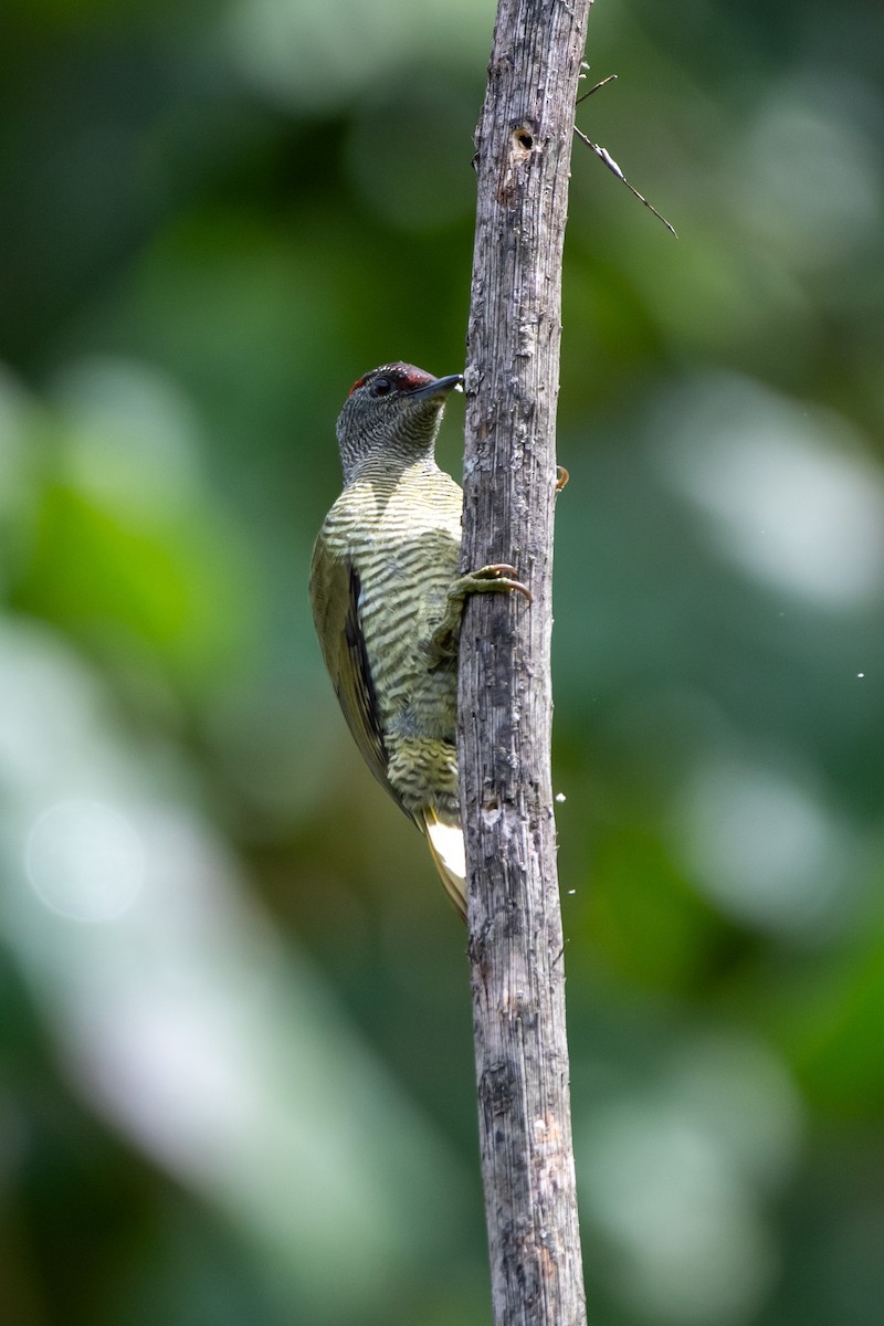 Fine-banded Woodpecker - ML634237584