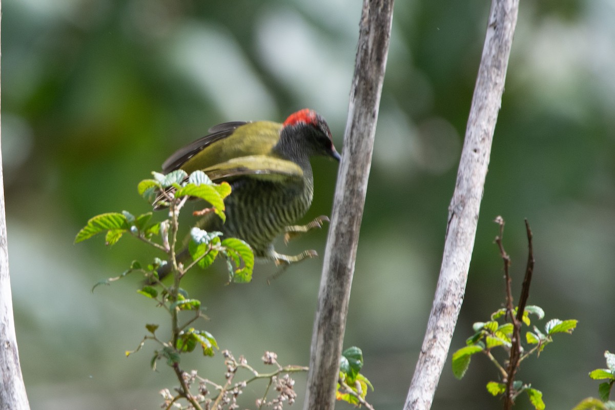 Fine-banded Woodpecker - ML634237585
