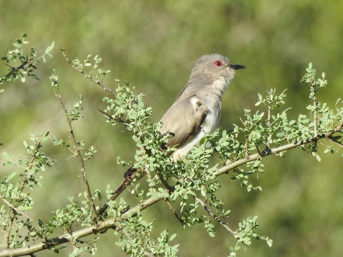 Ash-colored Cuckoo - ML634237715