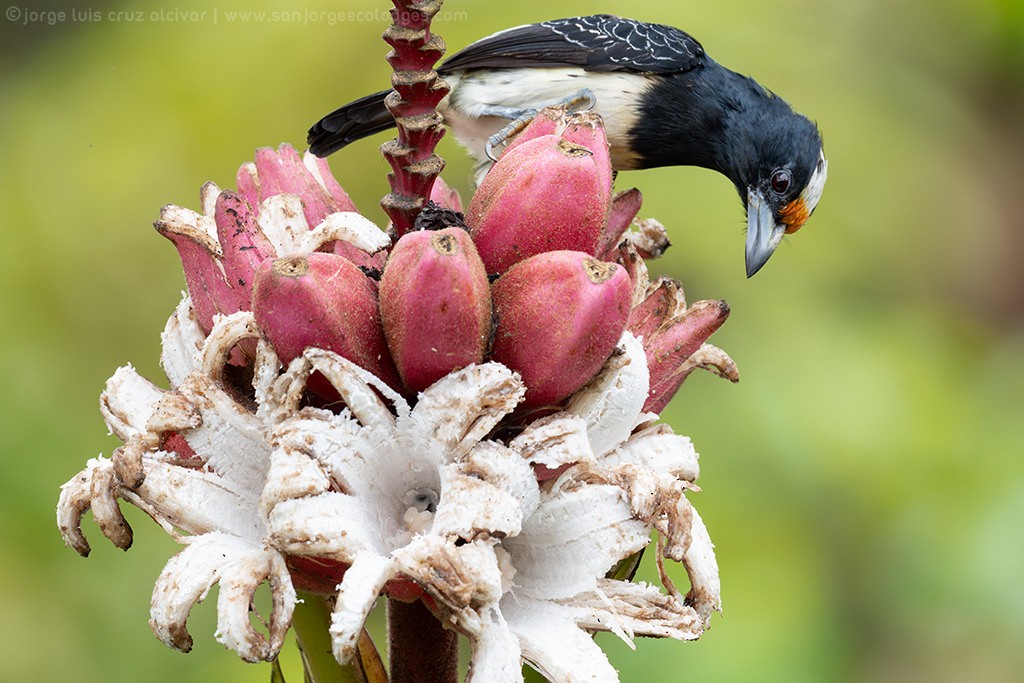 Orange-fronted Barbet - ML634237727
