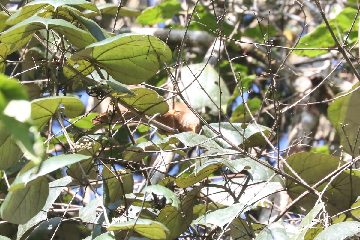 Orange-billed Babbler - ML634237825