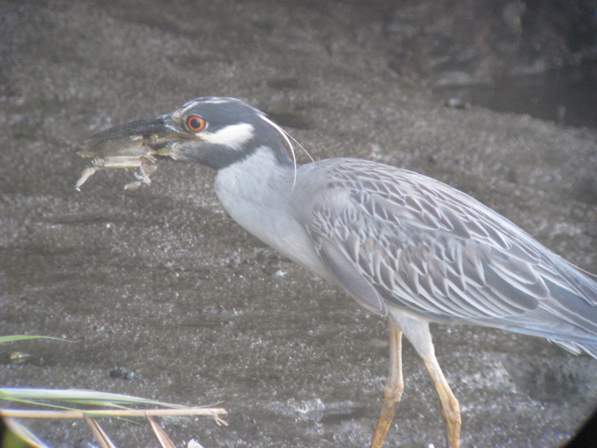 Yellow-crowned Night Heron - ML634237829