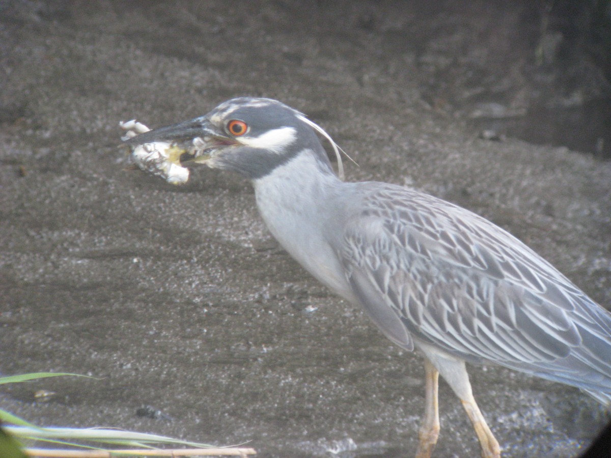 Yellow-crowned Night Heron - ML634237830
