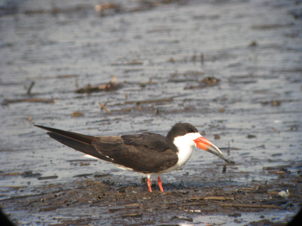 Rayador Americano - ML634237866