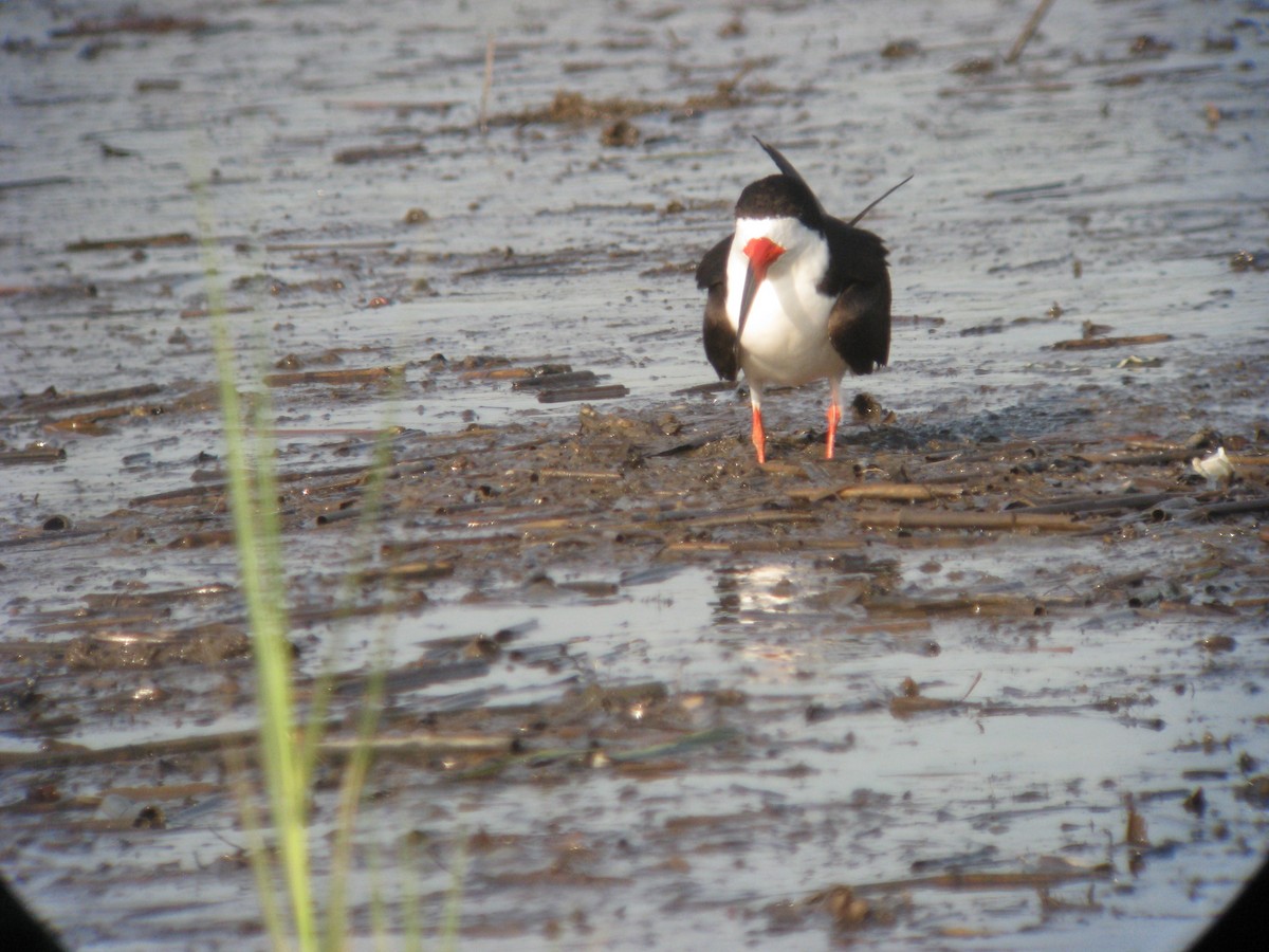 Rayador Americano - ML634237878