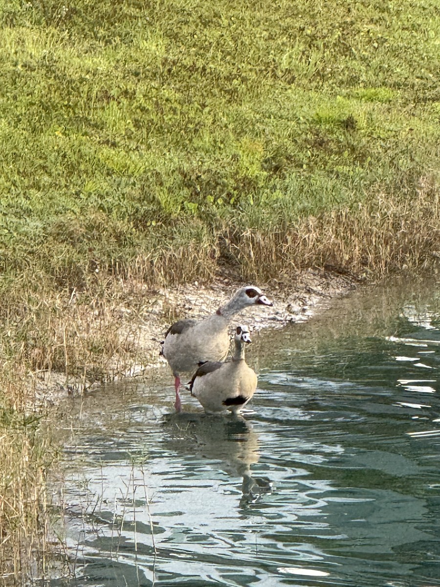 Egyptian Goose - ML634237939