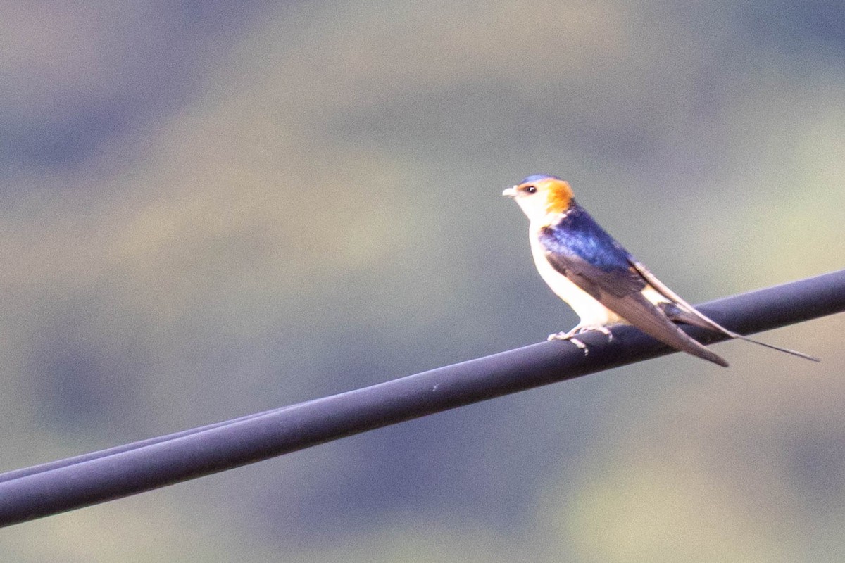 European Red-rumped Swallow - ML634237984