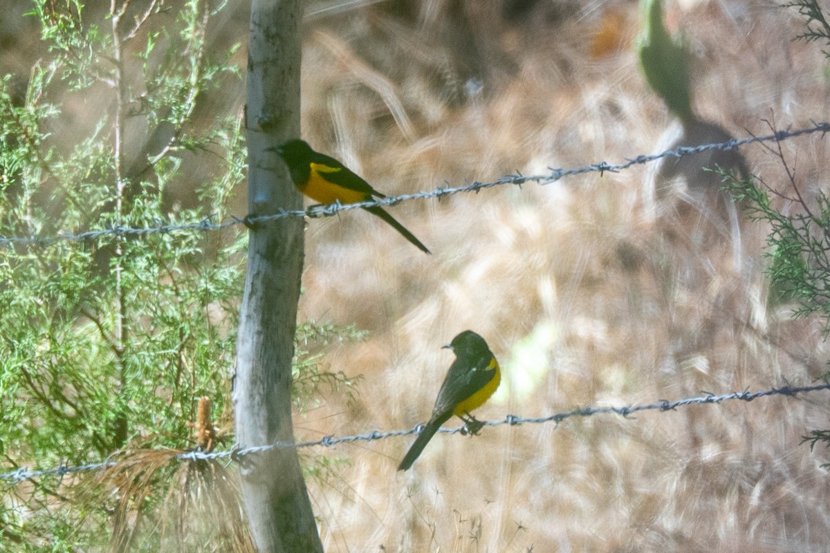 Black-vented Oriole - ML634238144