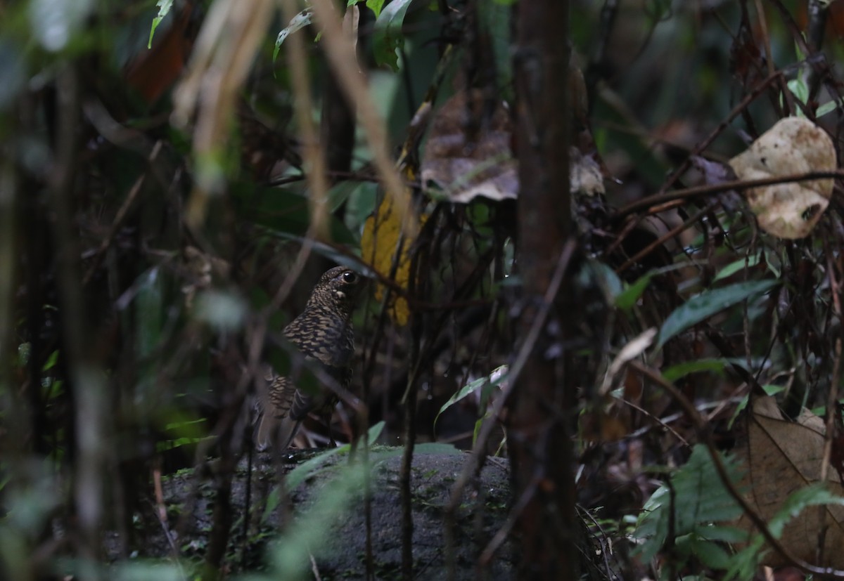 Sri Lanka Thrush - ML634238154