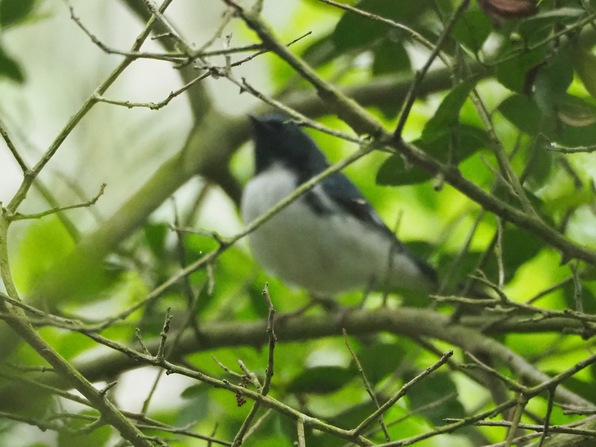 lesňáček modrohřbetý - ML634238306