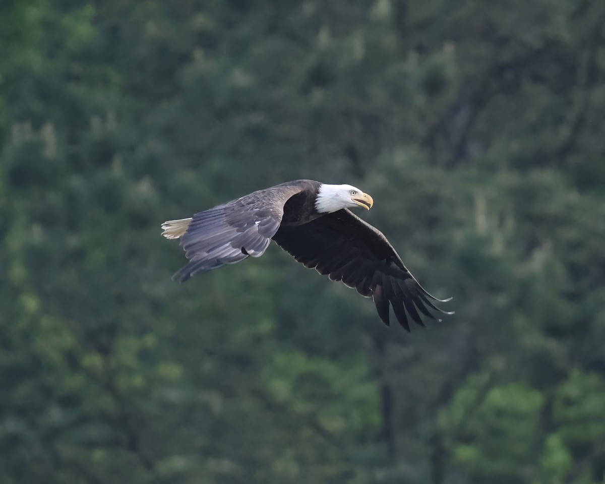 Bald Eagle - ML634238310