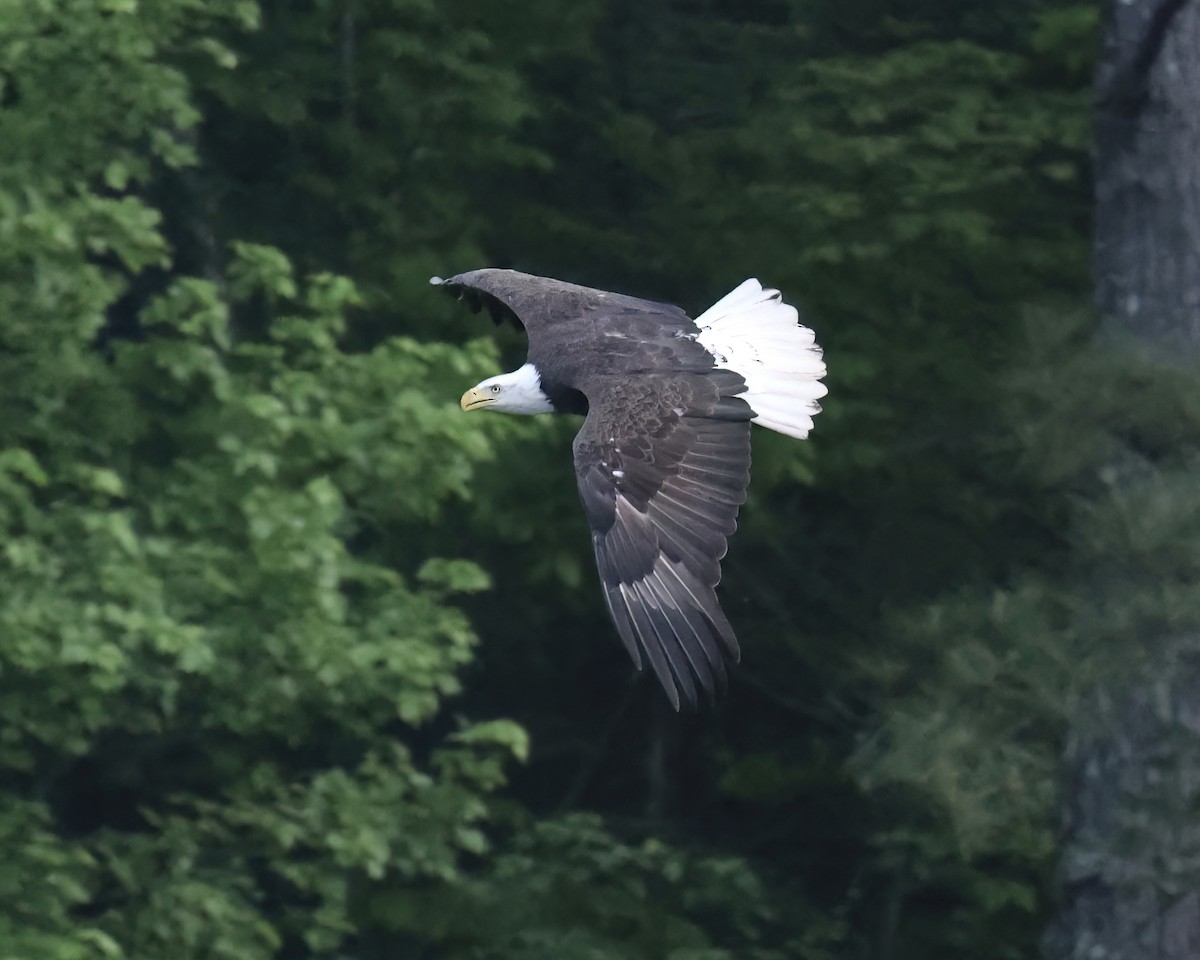 Bald Eagle - ML634238311