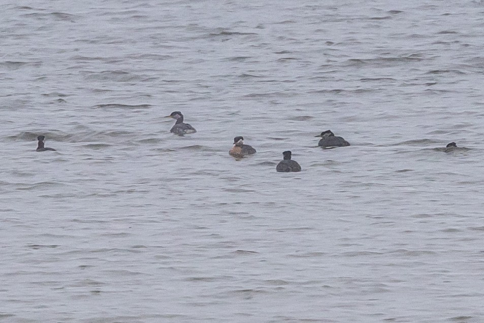 Red-necked Grebe - ML634238343