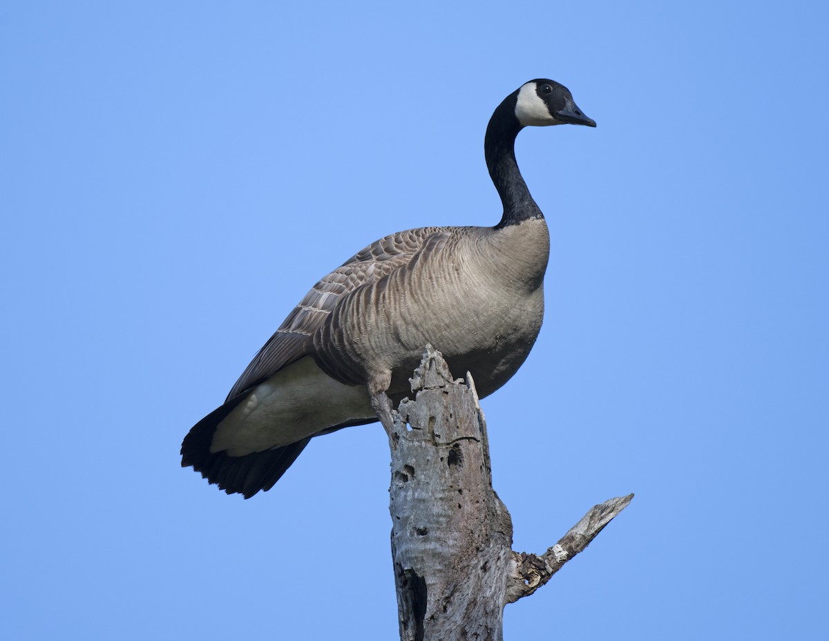 Canada Goose - ML634238598