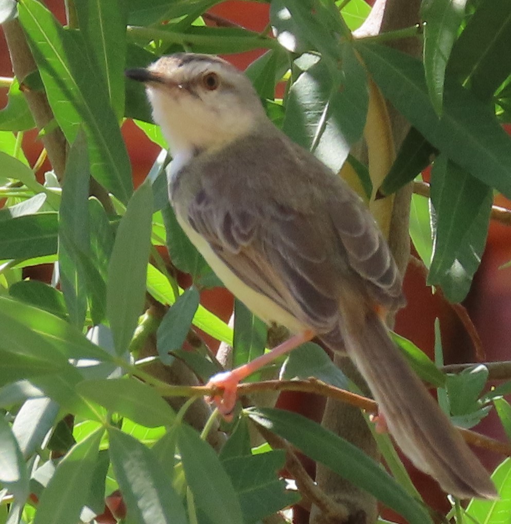 Black-chested Prinia - ML634238601
