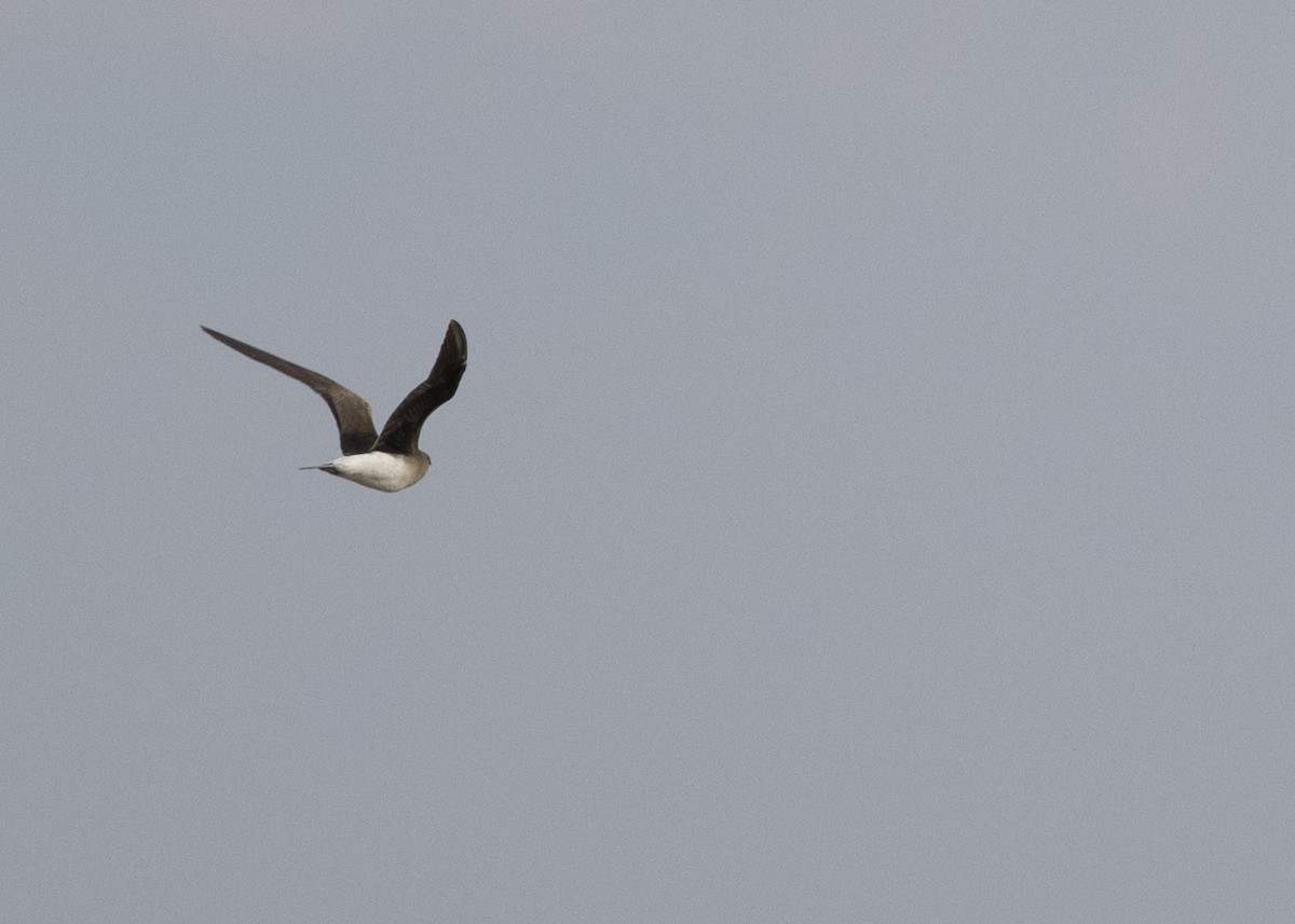 Black-winged Pratincole - ML634238660