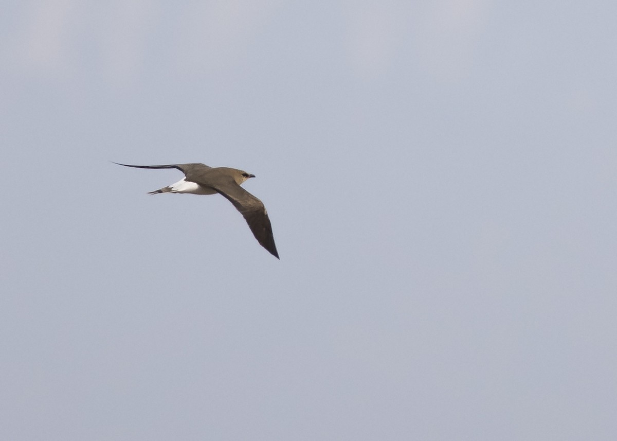 Black-winged Pratincole - ML634238666