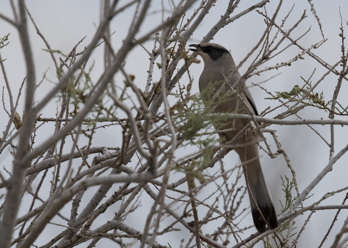 Hypocolius - ML634238696