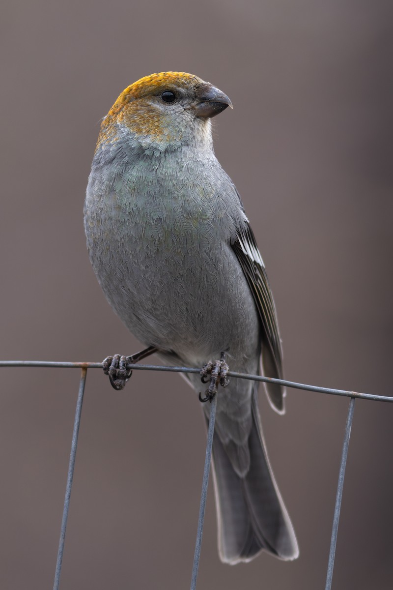 Pine Grosbeak - ML634238704