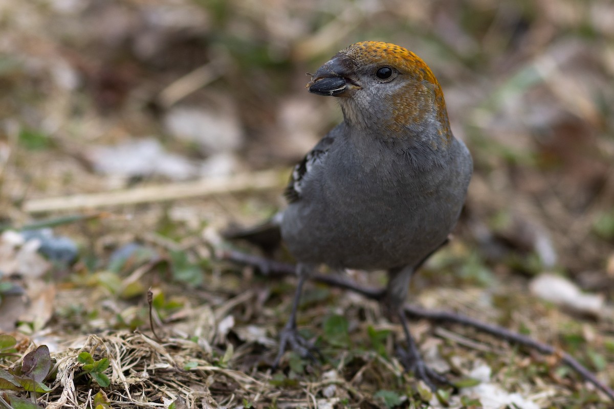 Pine Grosbeak - ML634238709