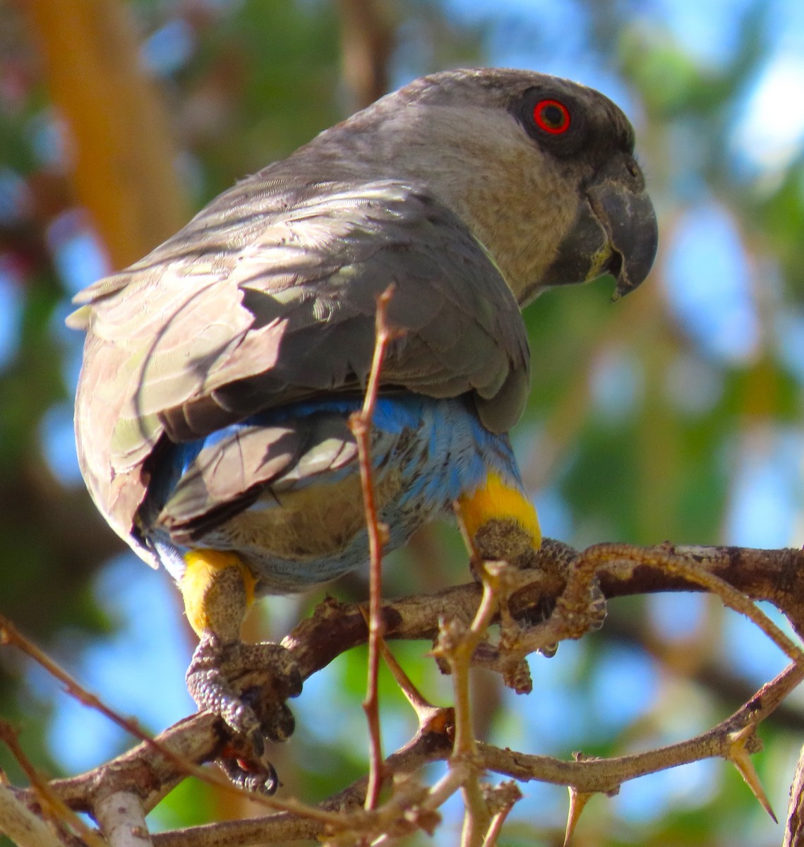 Rüppell's Parrot - ML634238917