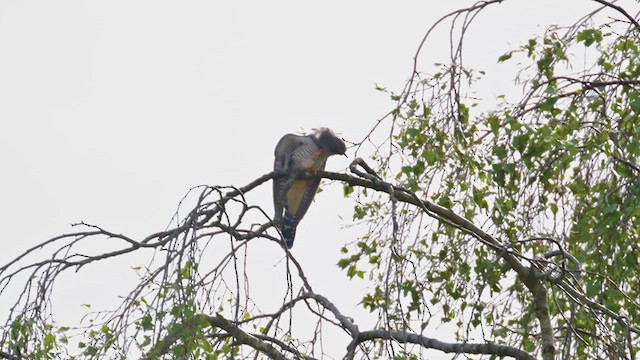 カッコウ - ML634238920