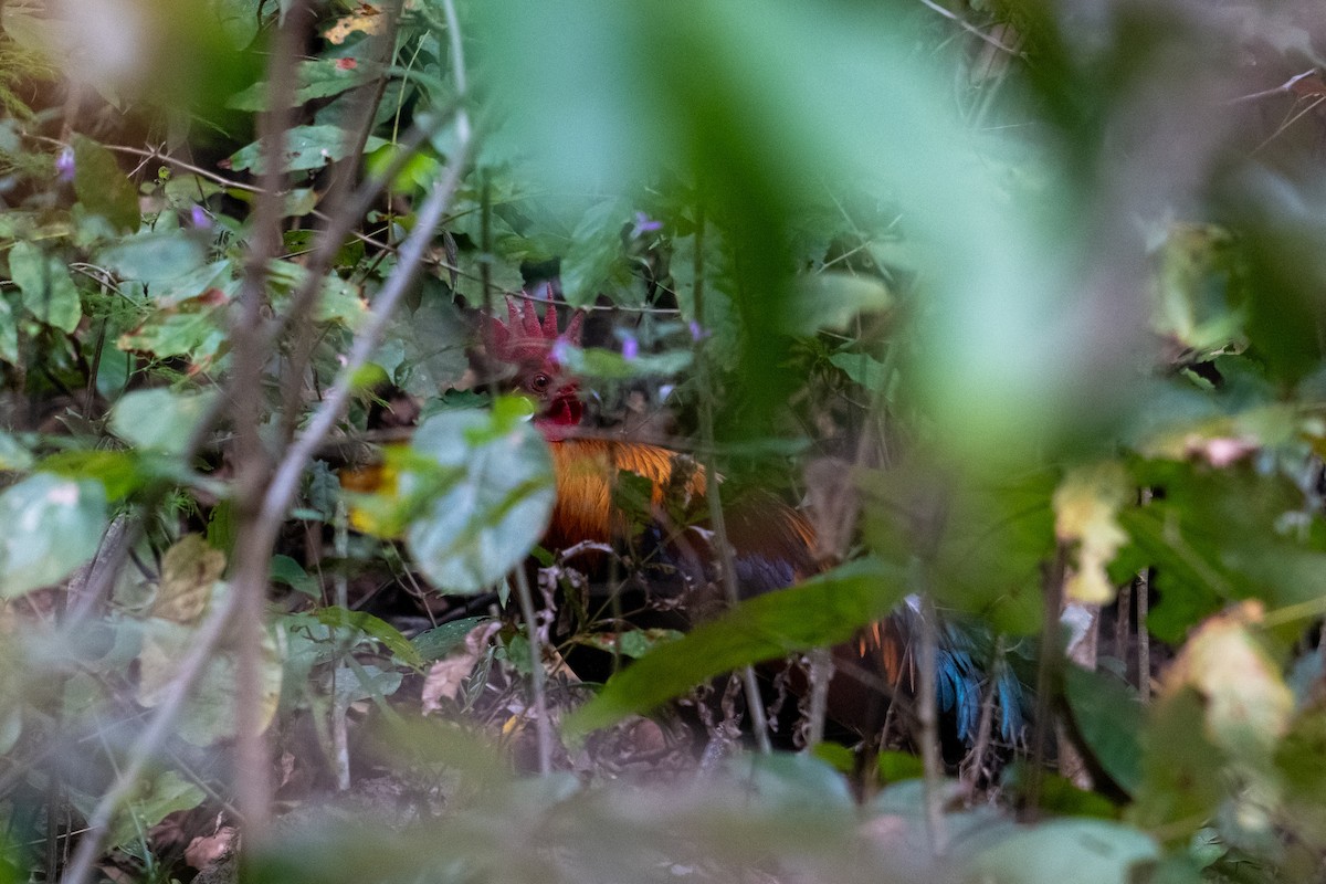 Gallo bankiva - ML634238945