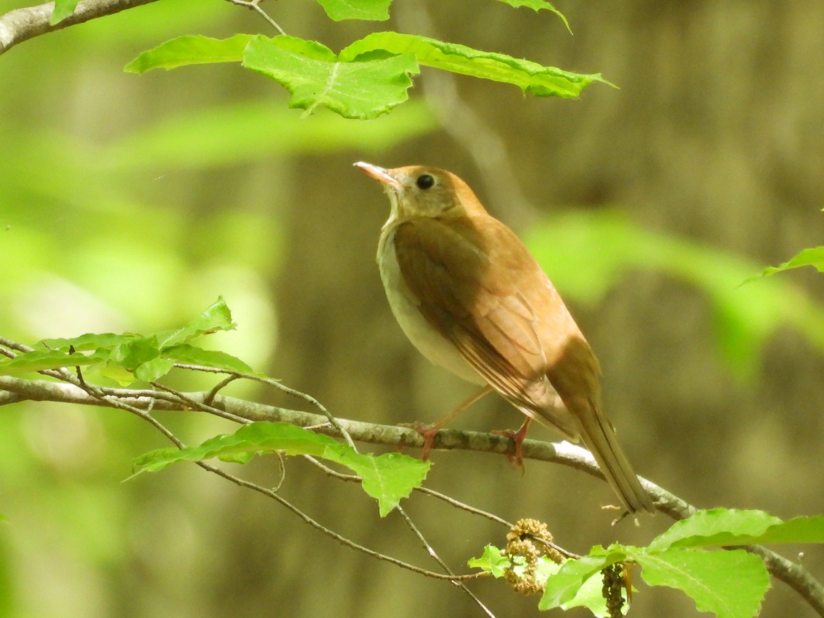 Veery - ML634239053